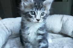 Guiseppe_black silver classic tabby white