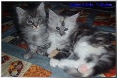 Calimba und Kitty 7 Wo