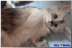 Kitty 7 Wo