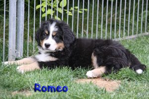 Romeo 9 Wochen